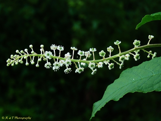 {Phytolacca americana}